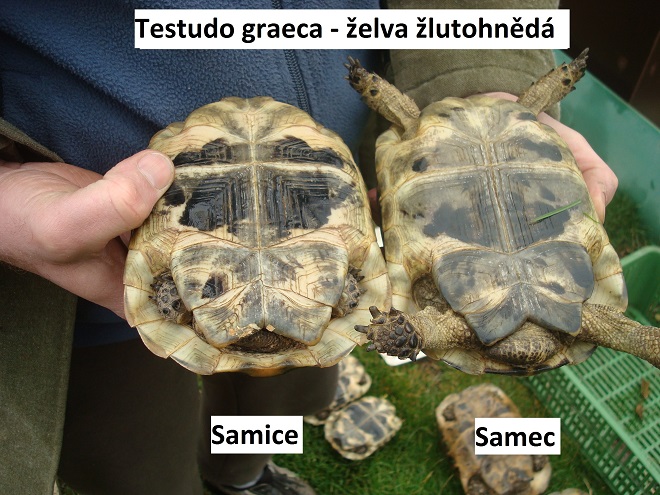 foto želvy žlutohnědé