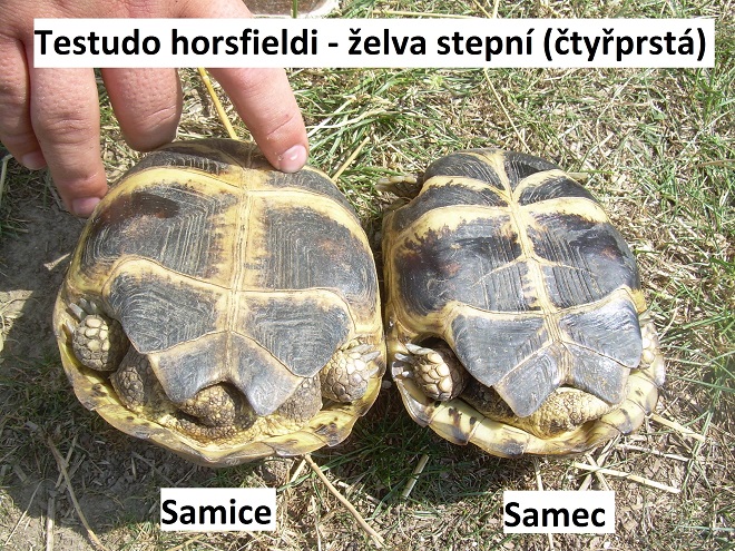 foto želvy čtyřprsté