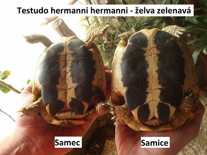 foto želvy zelenavé