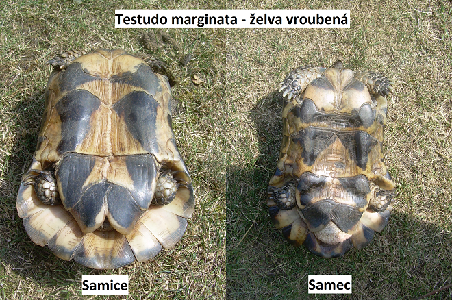 foto želvy vroubené